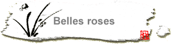 Belles roses